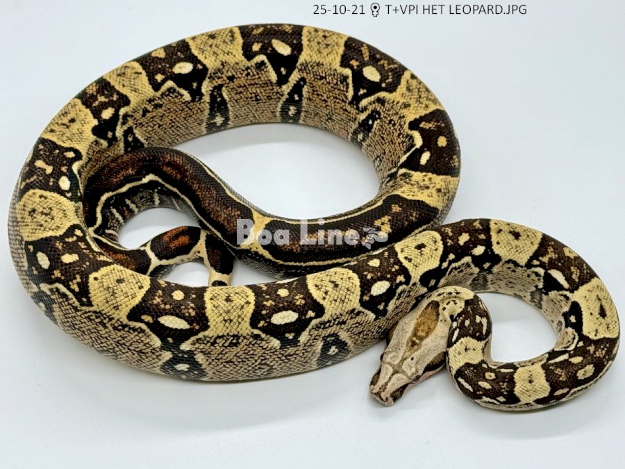 T+VPI HET LEOPARD